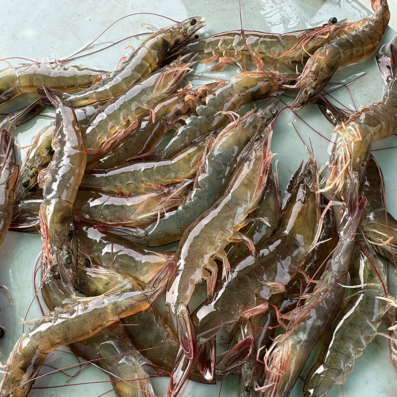 Frozen Vannamei Shrimp Supplier & Exporter India | HOSO, HLSO, PD, PUD | IQF & Block Frozen Seafood