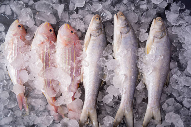 Top 6 Fresh or Chilled Fish Suppliers in Vietnam in July 2025