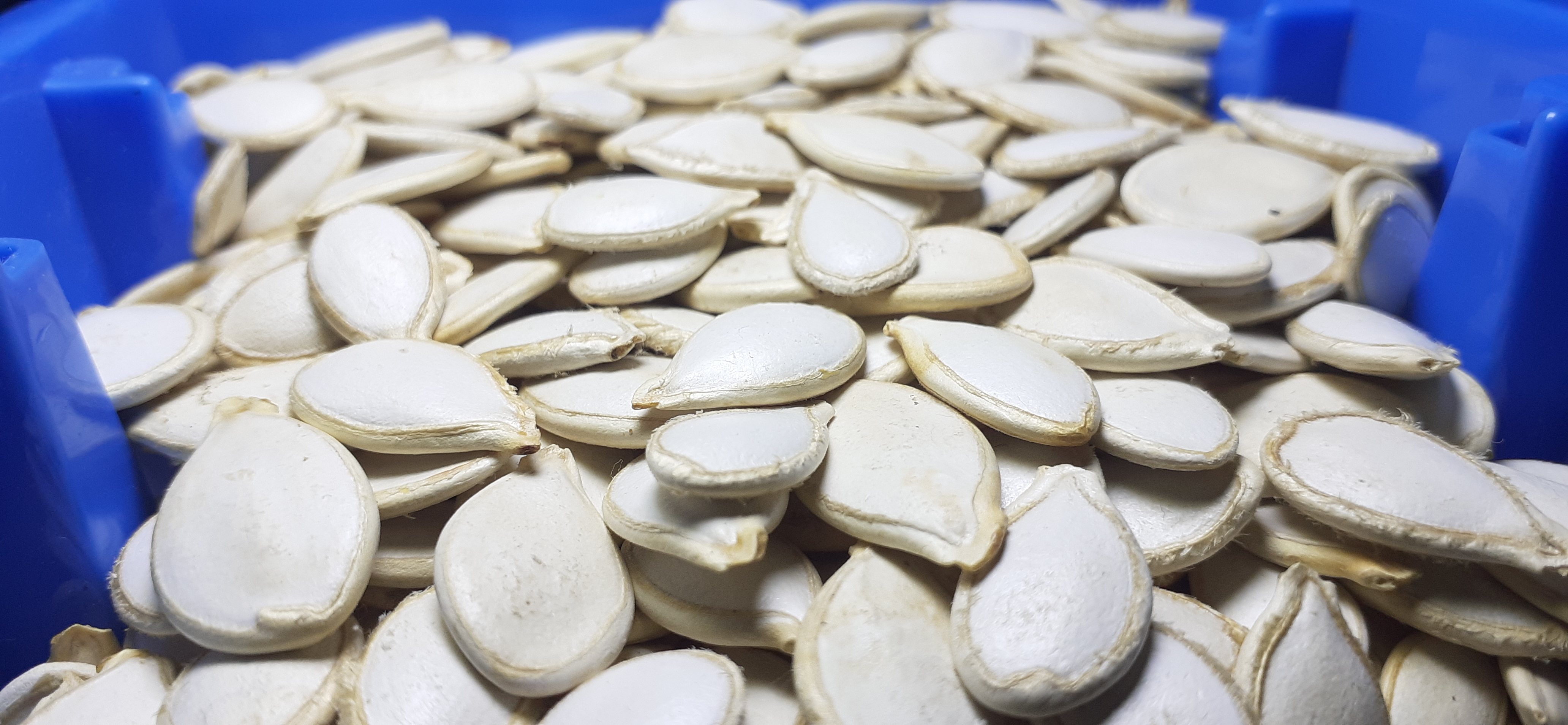 Pumpkin Seed