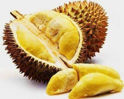 FRESH DURIAN/ DRIED DURIAN/ FROZEN DURIAN Shelf Life 2 YEARS Place of Origin THAILAND