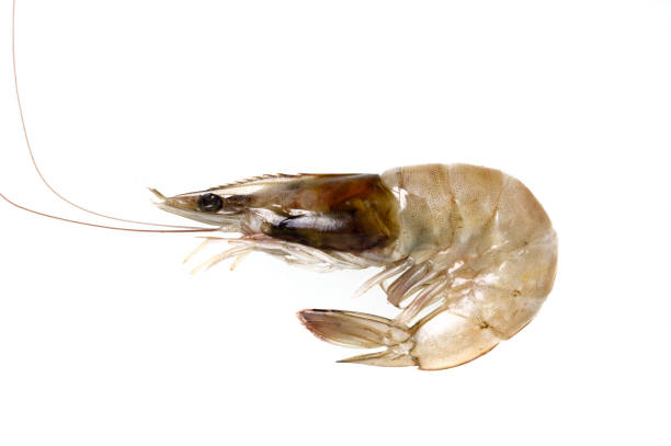 Top 6 Shrimp Suppliers in China in Year 2025: Navigating a Rapidly Evolving Market