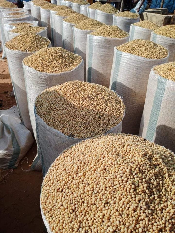 Non-GMO Soybeans
