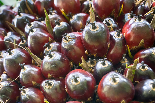 Your Expert Guide to Procuring Top-Tier Palm Oil: Top 3 Palm Oil Suppliers in India in Year 2025