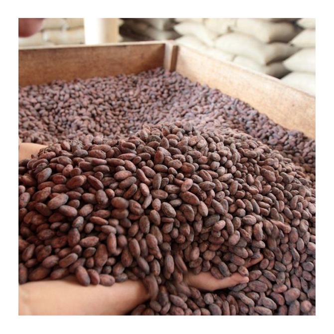 High Grade Peruvian Hot Sale Cheap Bulk Natural and Dried Cacao Cocoa Beans From Peru