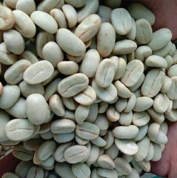 Robusta coffee bean Bean Type Robusta