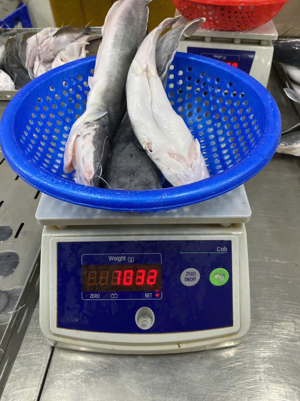 Frozen Catfish Product