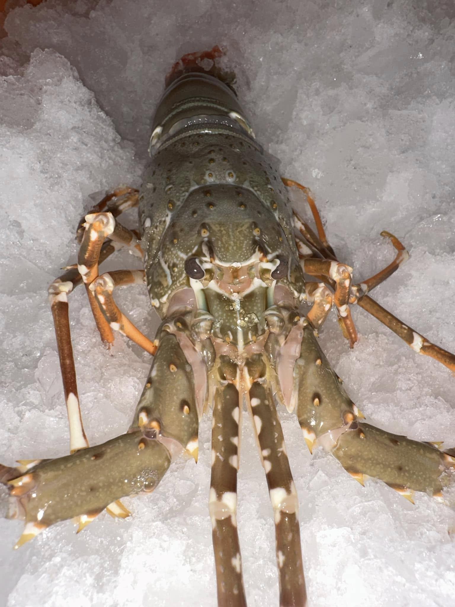 Get to Know the Top 10 Frozen Fish suppliers in South Africa - 11
