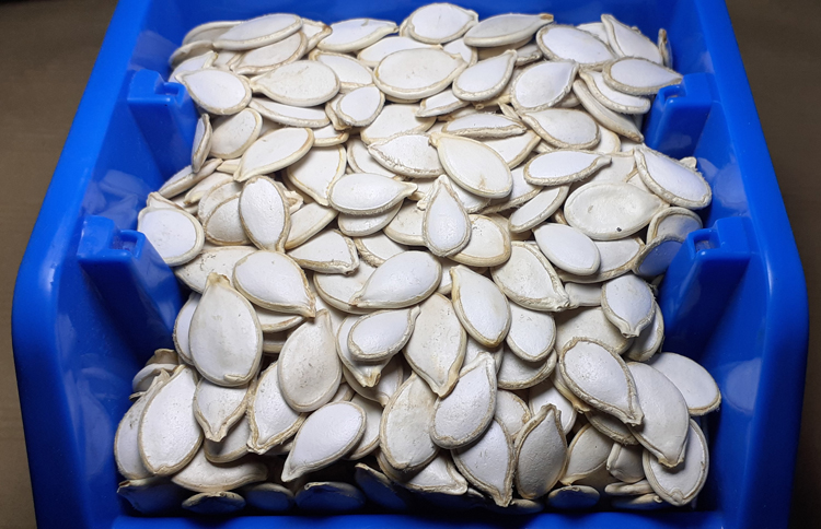 Rich Quality High Grade Pure Natural Organic Pumpkin Seeds Kernels from Top Supplier