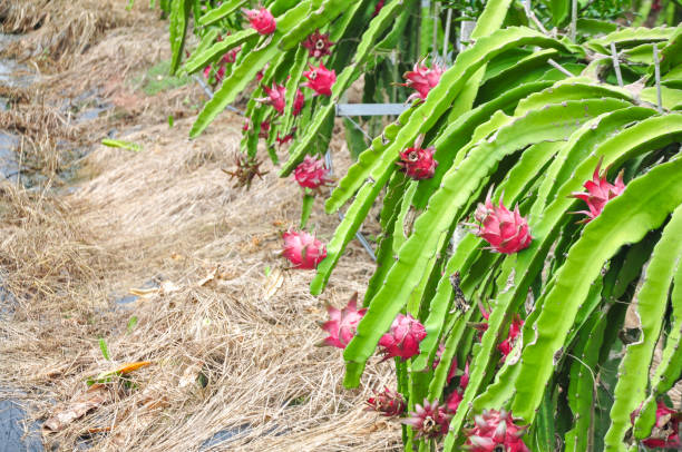 Your Expert Guide to Procuring Top-Tier Dragon Fruit: Top 8 Dragon Fruit Suppliers in United States in September 2025