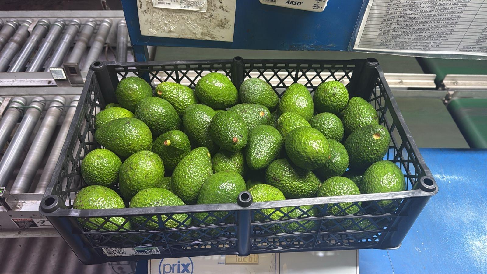 Food and beverage (Other) Avocado Hass, Mango, Golden papaya 