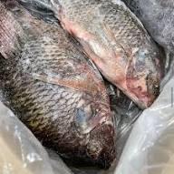 Fres / Frozen Tilapia Fish Cut Ground Meat, Other, Shoulder Degree of Processing Boiled, Cured, Marinated, Other, Smoked, Unprocessed