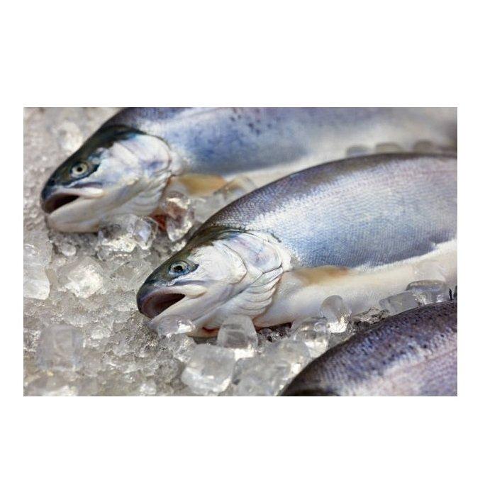 Direct Supplier Of Fresh salmon fish medium size whole salmon fish At Wholesale Price