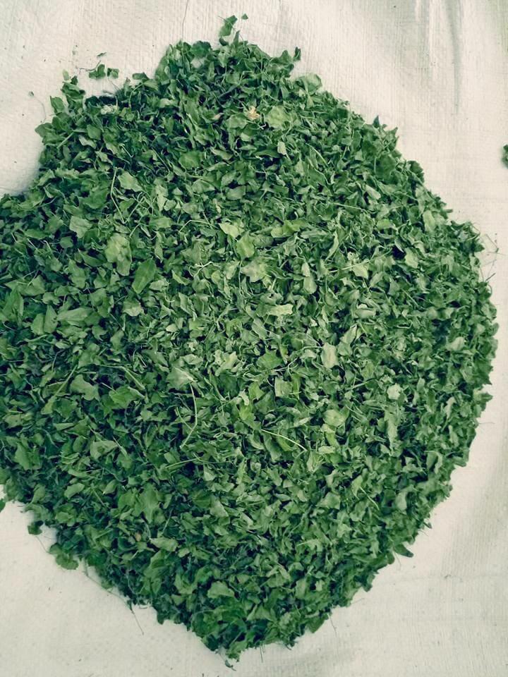 Moringa Leaf