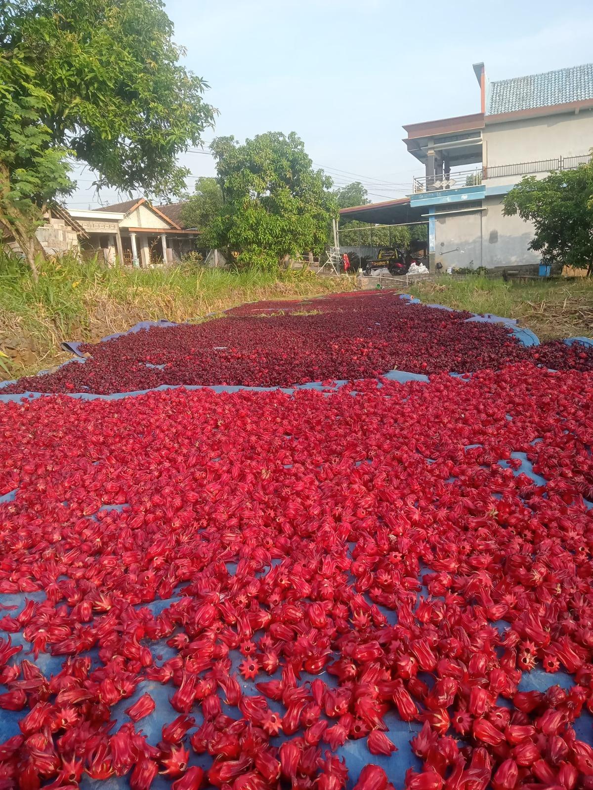 Dried Hibiscus Flower 4