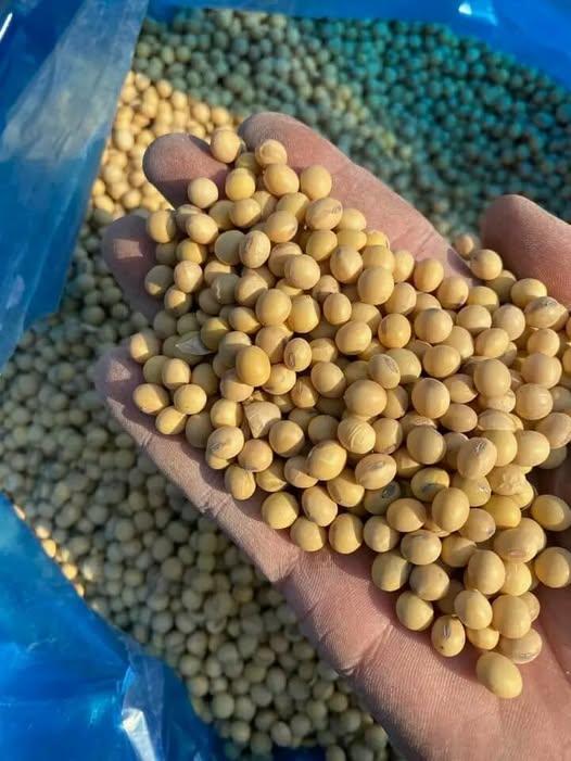 Soybeans Processing