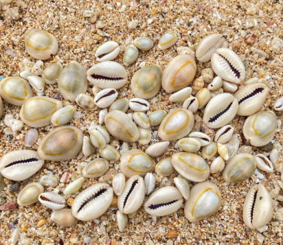 Cowries/Sea Shells Packaging bags Type different