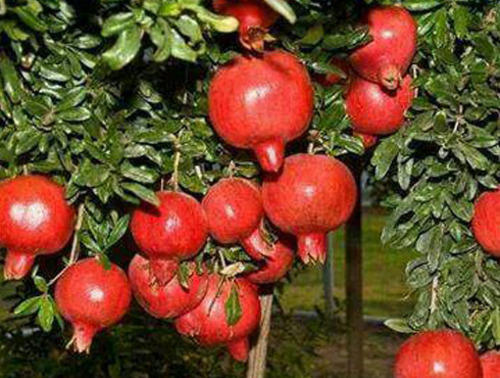 Fresh Pomegranates