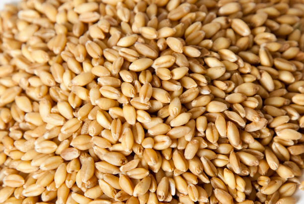 A Comprehensive Guide to Sourcing High-Quality Wheat: Top 8 Wheat Suppliers in Sri Lanka in Quarter 3 of 2025