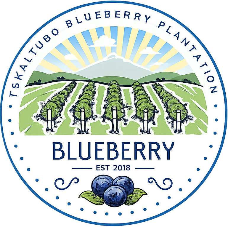 Fresh Blueberries — Premium Georgian Origin