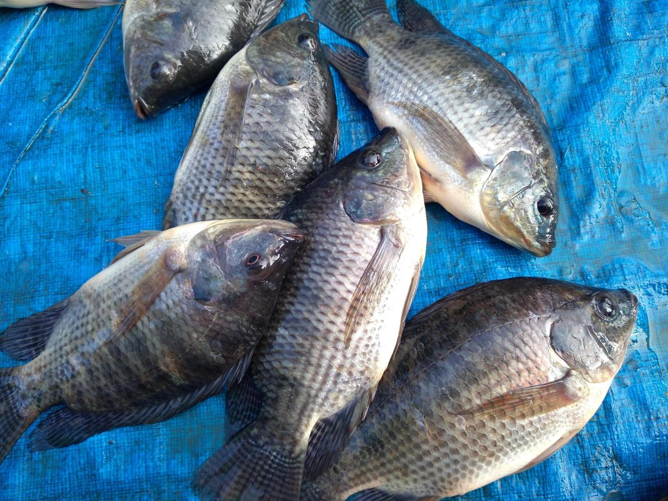 Tilapia Fish