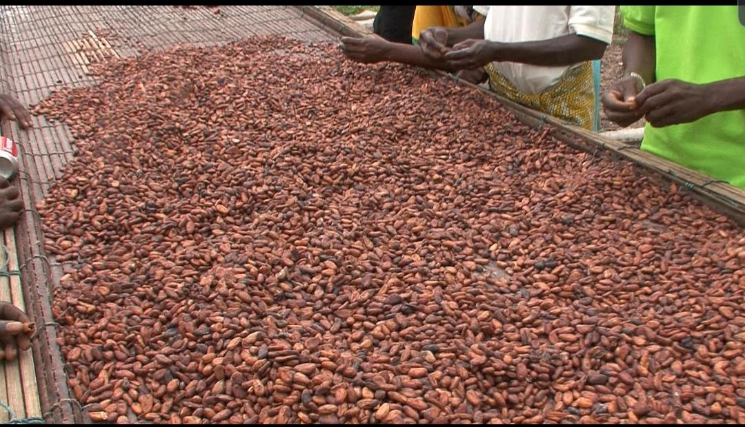 Cocoa bean