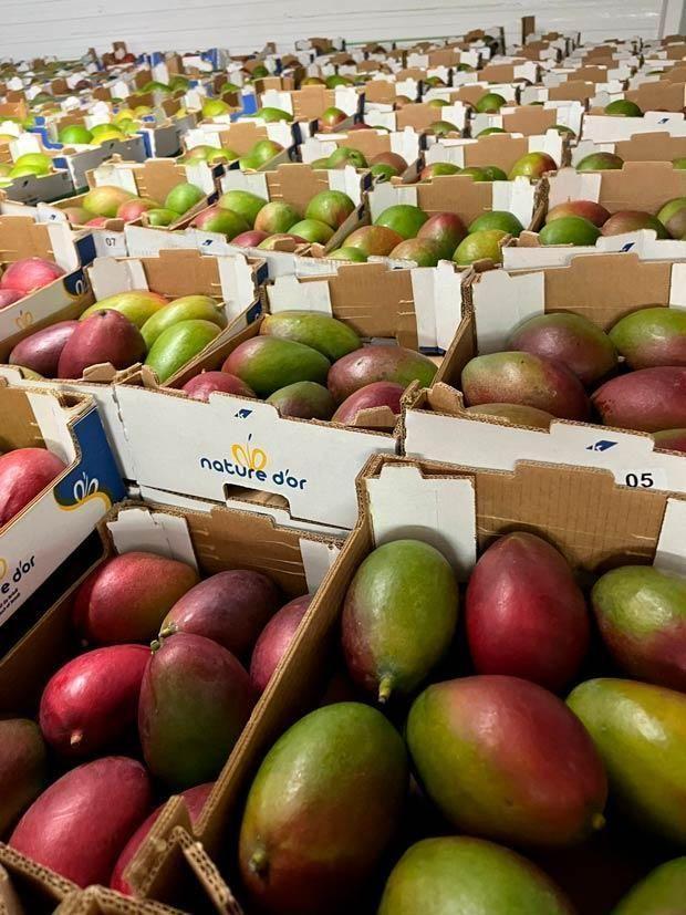 Fresh Mango