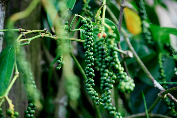 A Comprehensive Guide to Sourcing High-Quality Pepper: Top 3 Pepper Suppliers in Germany in Week 25 of 2025