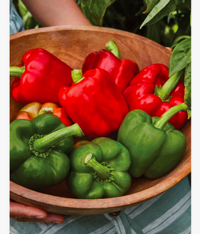Wholesale Fresh Red Chili Pepper Superior High Quality Pepper / Green Chili Pepper. Cheap sales. Habanero pepper
