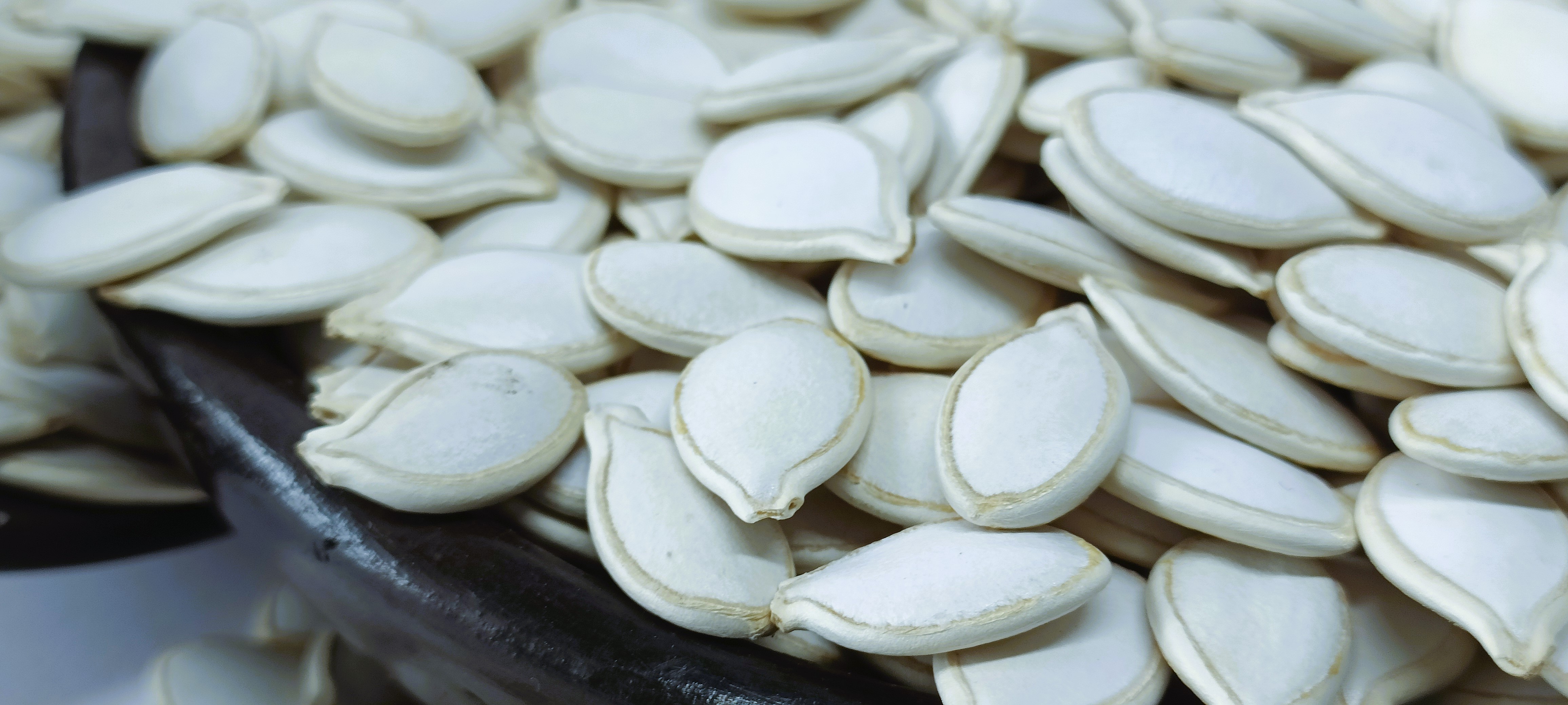 Ethiopian White Pumpkin Seeds for Export, Handpicked, Best Price, High Quality, Fresh Harvest 2024 Export Standard Bulk Quantity
