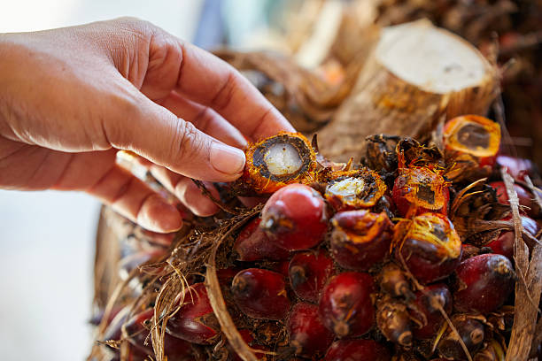 Top 5 Palm Oil Suppliers in Netherlands in Year 2025