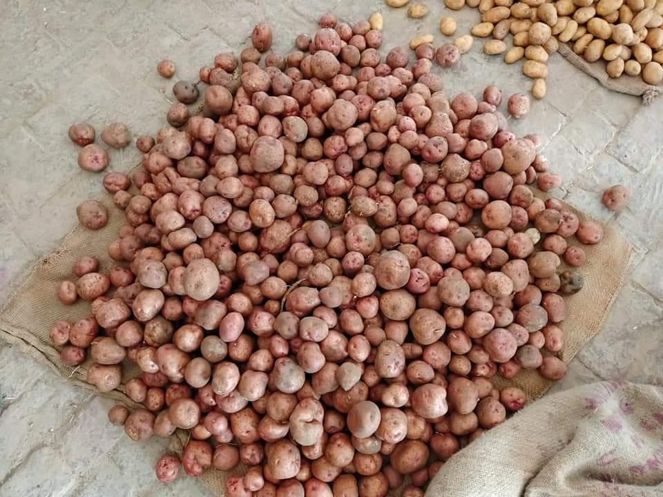 Premium Potatoes