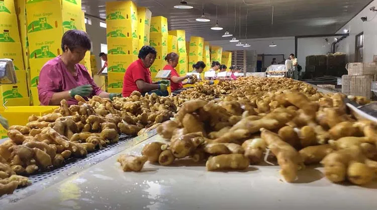 2026 Fresh Ginger Cheap Price Supplier High Quality Ginger Wholesale Price Export to Egypt