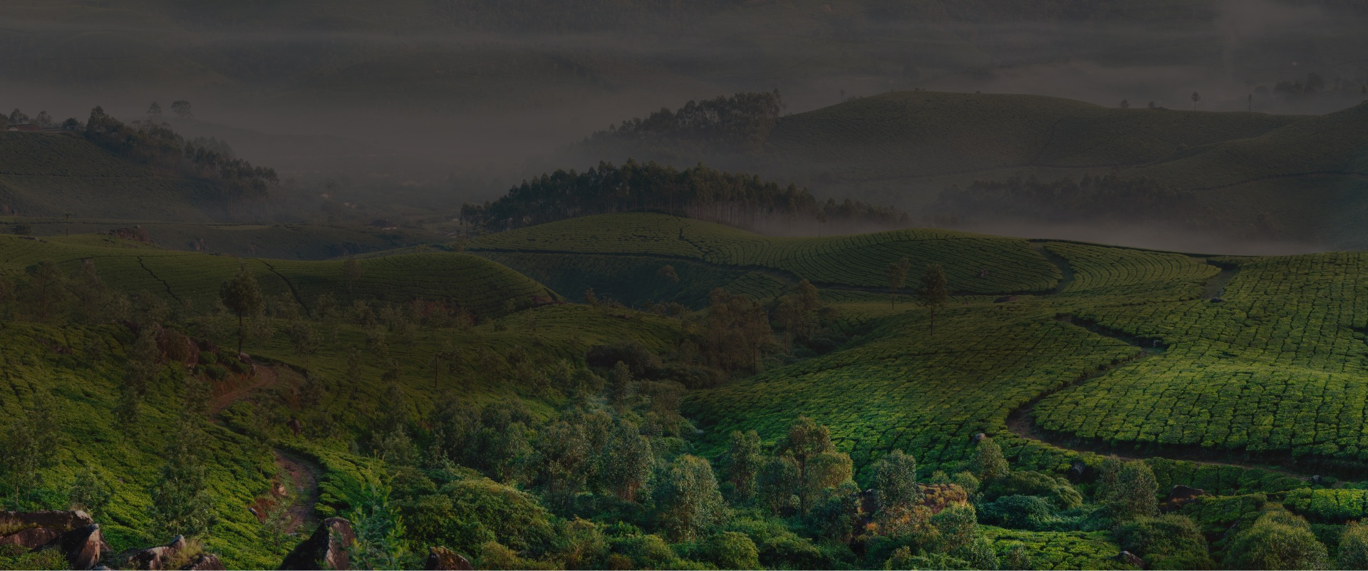 Wellington Marketers Limited – A premium tea and coffee supplier from the United Kingdom has recently joined and upgraded their plan on Freshdi just 2 weeks ago. Now fully Verified on Freshdi.