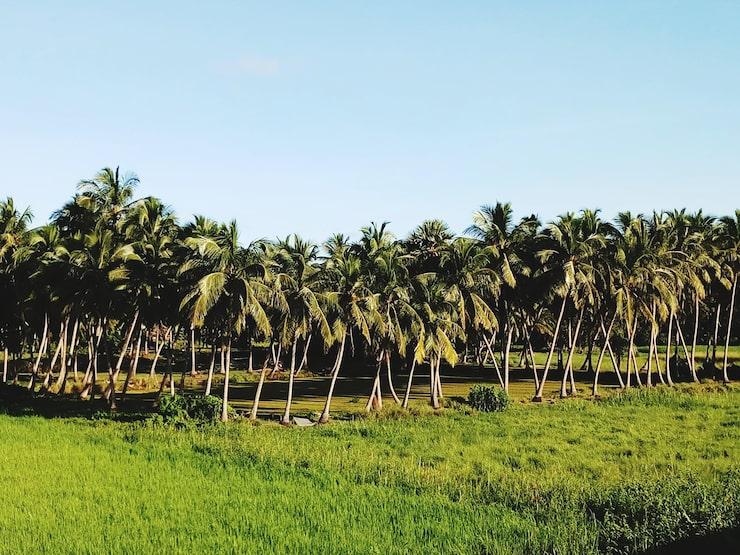 Coconuts Image 4