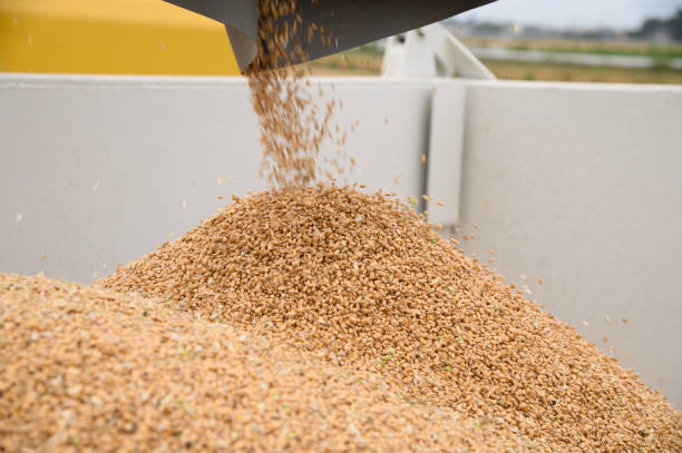 Top 4 Grain Suppliers in Germany in July 2025: A Data-Driven Export Outlook