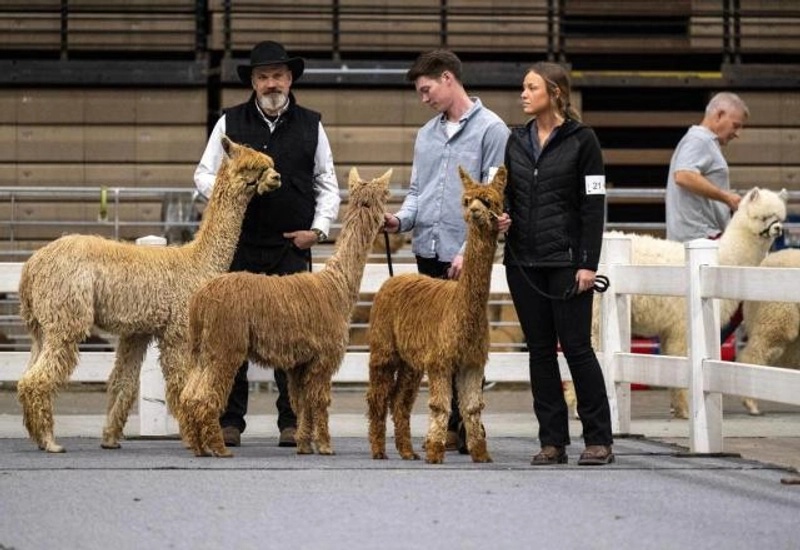 Mopaca Invitational Alpaca Show Revealed: B2B Opportunity - 1