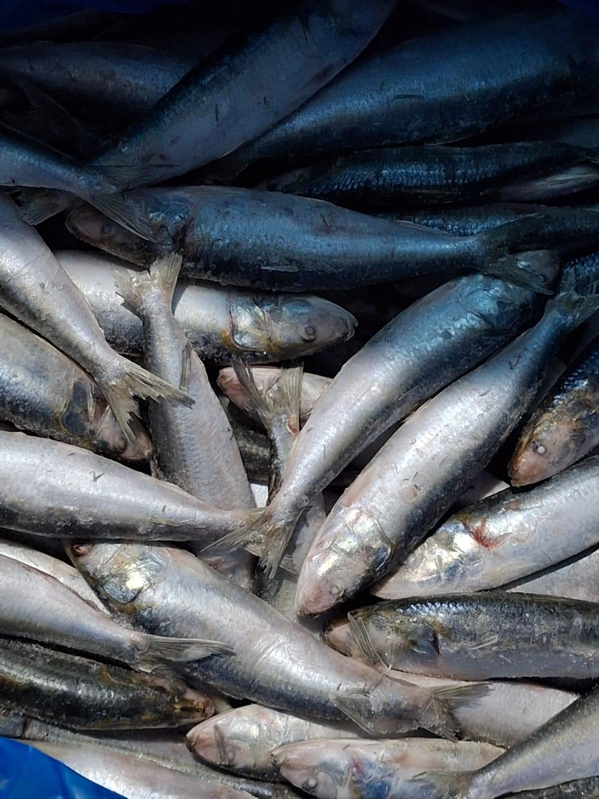 bait sardines