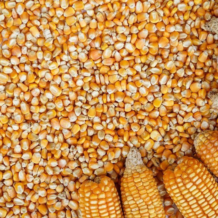 Yellow maize 
