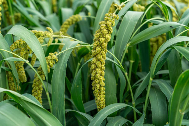 Top 6 Millet Suppliers in Austria in Year 2025