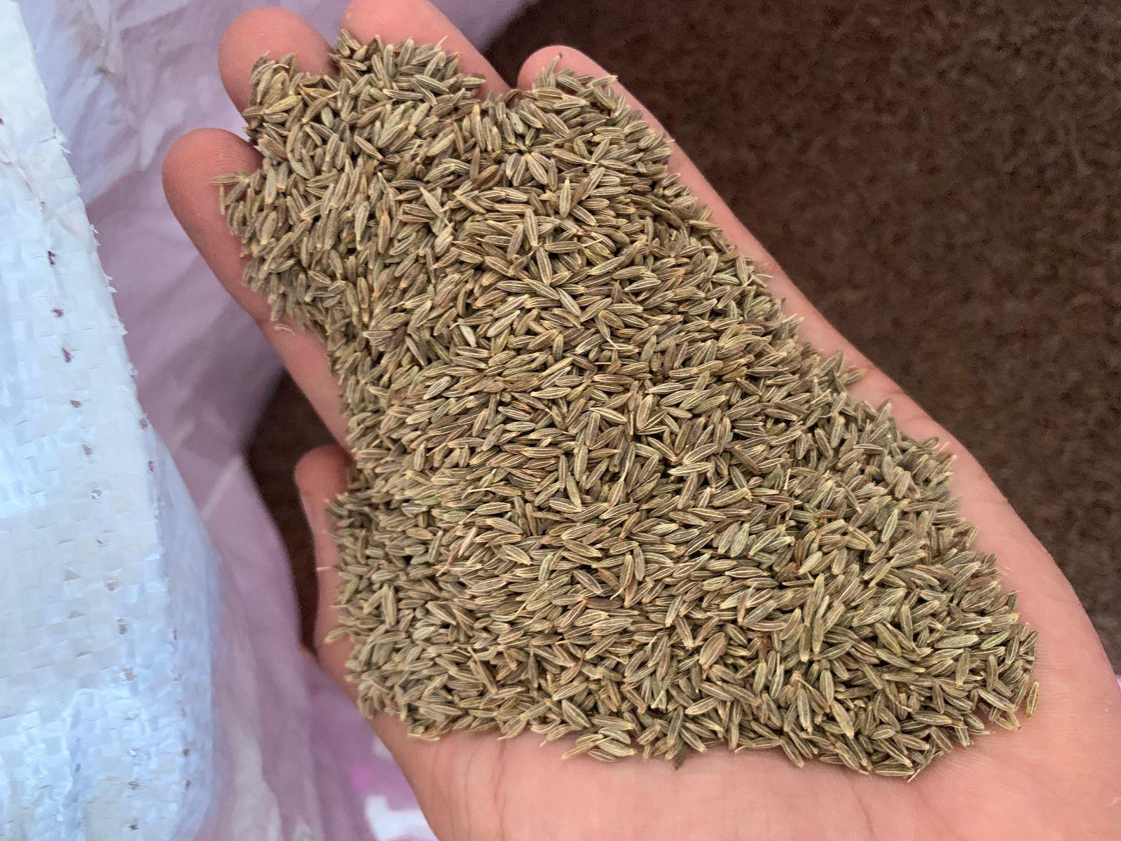 Indian Cumin Seeds Singapore 99% Quality – Machine Clean