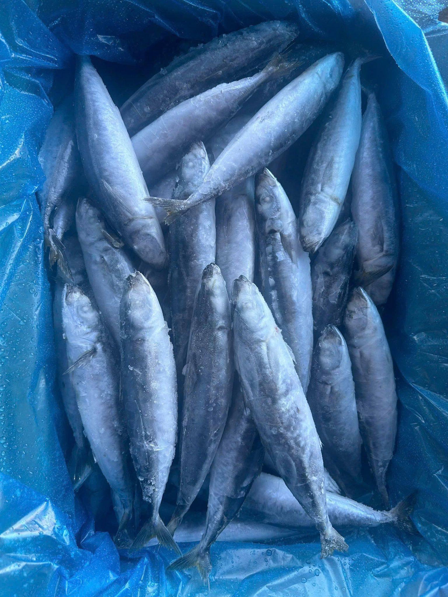 Frozen Mackerel Image 1