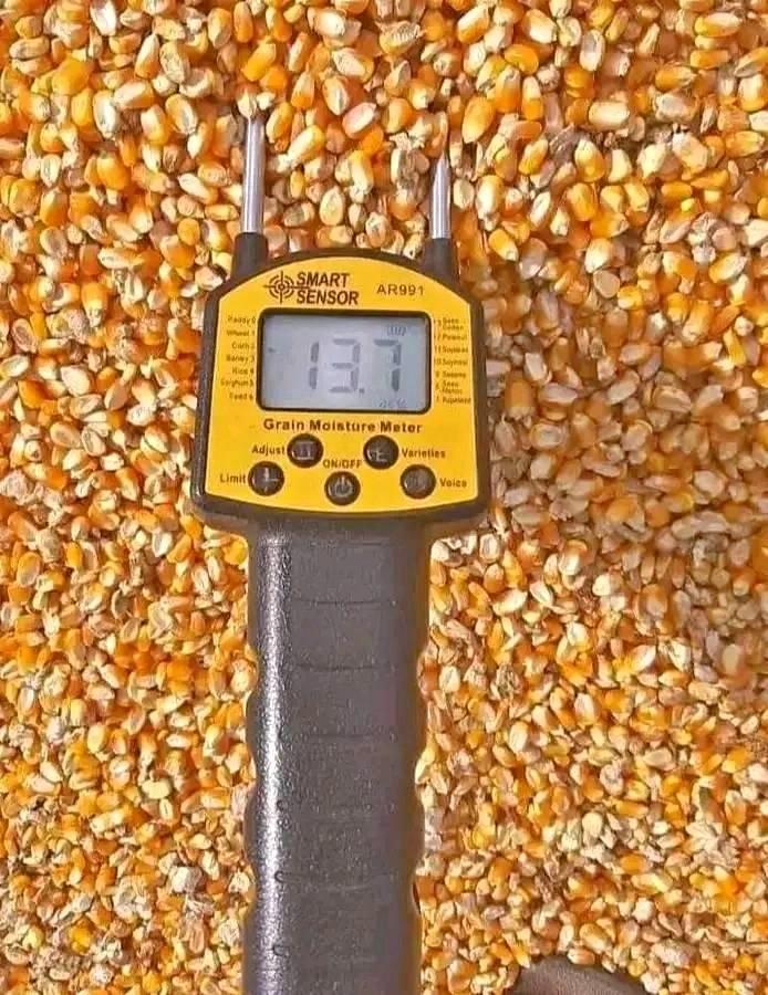 Dried Shelled Corn