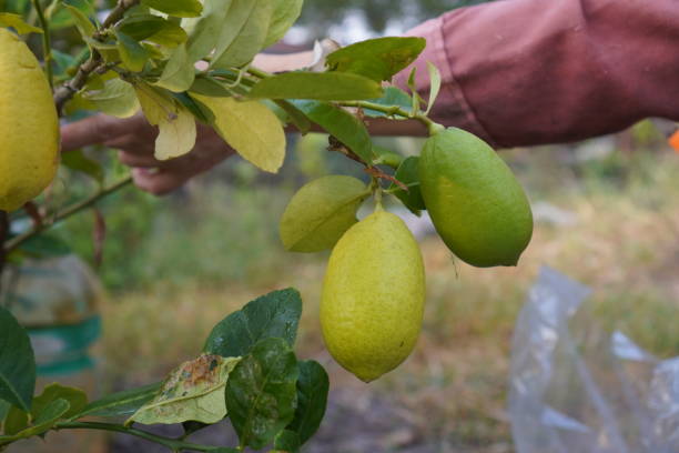 Top 8 Lemon Suppliers in Pakistan in July 2025: Market Shocks, Supplier Insights & Urgent Updates