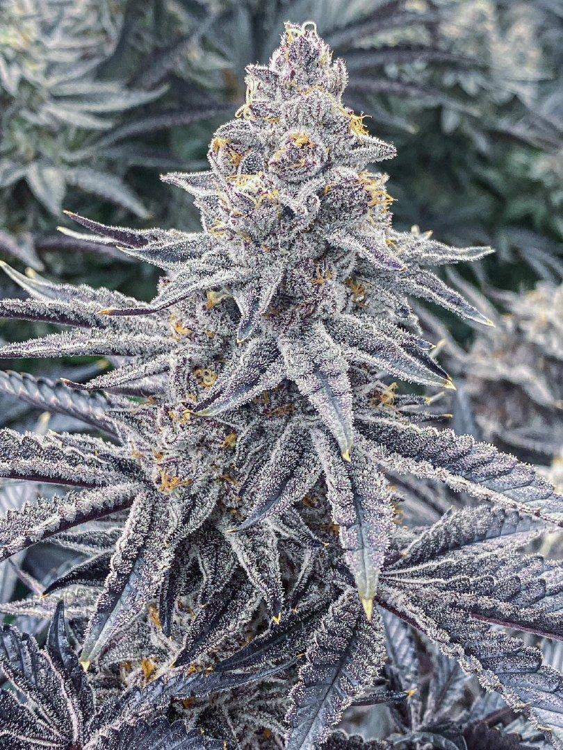 Cannabis
