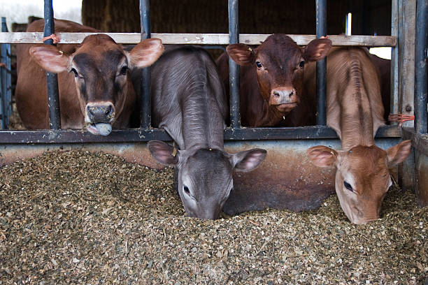 A Comprehensive Guide to Sourcing High-Quality Animal Cattle Feed: Top 7 Animal Cattle Feed Suppliers in United Kingdom in Year 2025