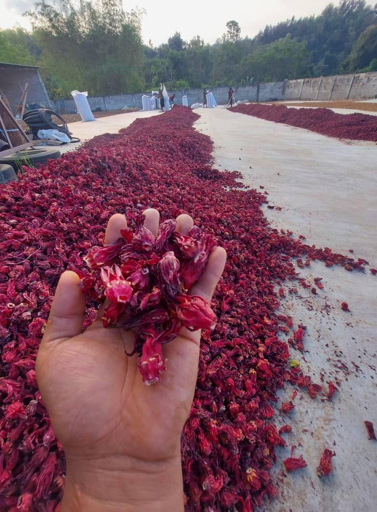 Dried Hibiscus Flower 1