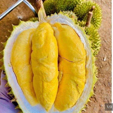 Fresh Durian Mongthong Texture Fresh Origin Thailand Shelf Life 2 YEARS Color Rich And Vibrant Quality Standard Premium