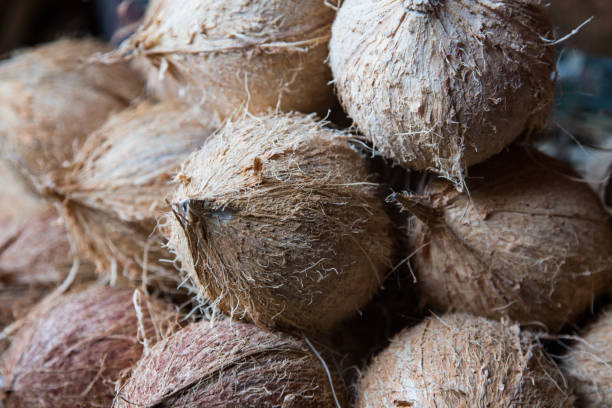 Your Expert Guide to Procuring Top-Tier Coconut: Top 3 Coconut Suppliers in Spain in June 2025