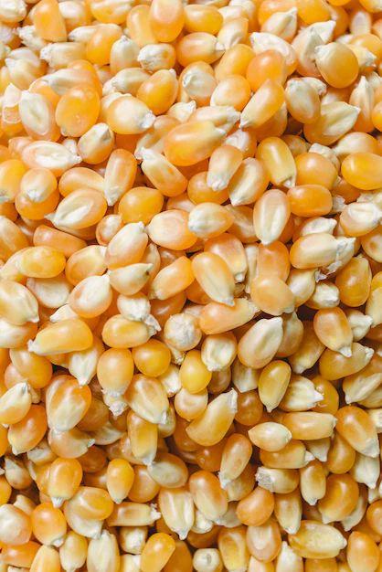 Animal Feed Like Yellow Corn Color Bright Yellow Crude Fiber Max 2.5% Foreign Matter Max 1% Protein Content 8–10% Botanical Name Zea
