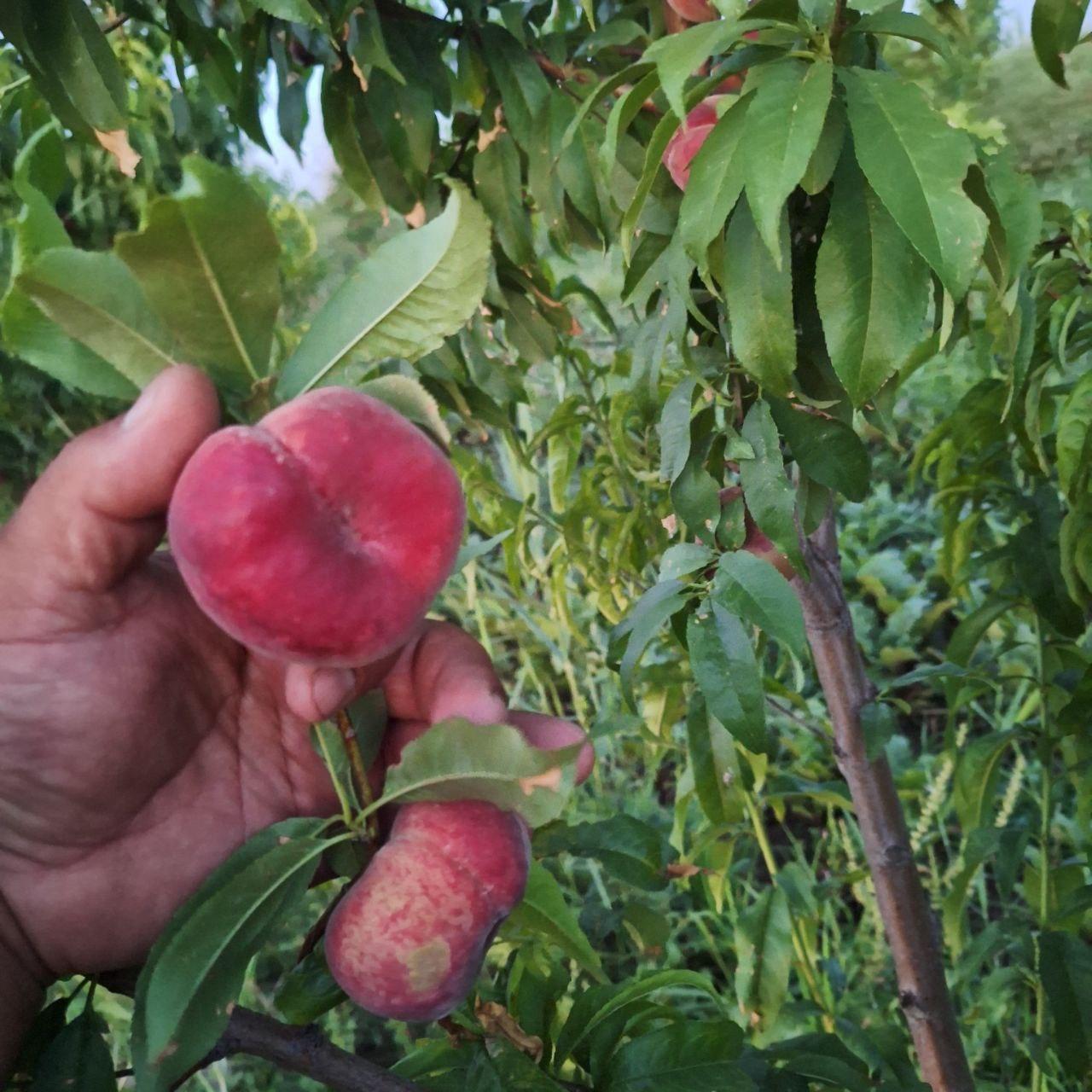 Peach Orchard